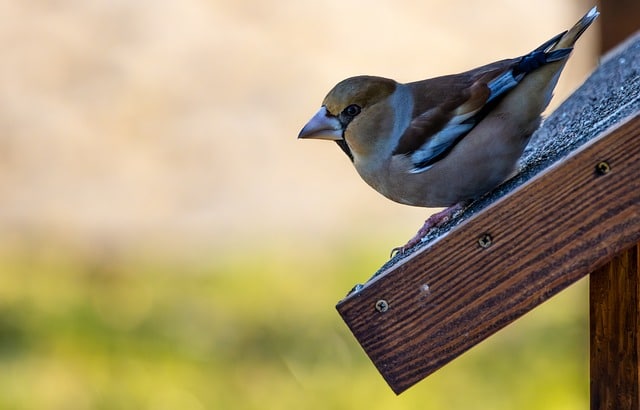 Fordele ved at Tilbyde Fuglehuse og Foderautomater til Fuglene i Danmark